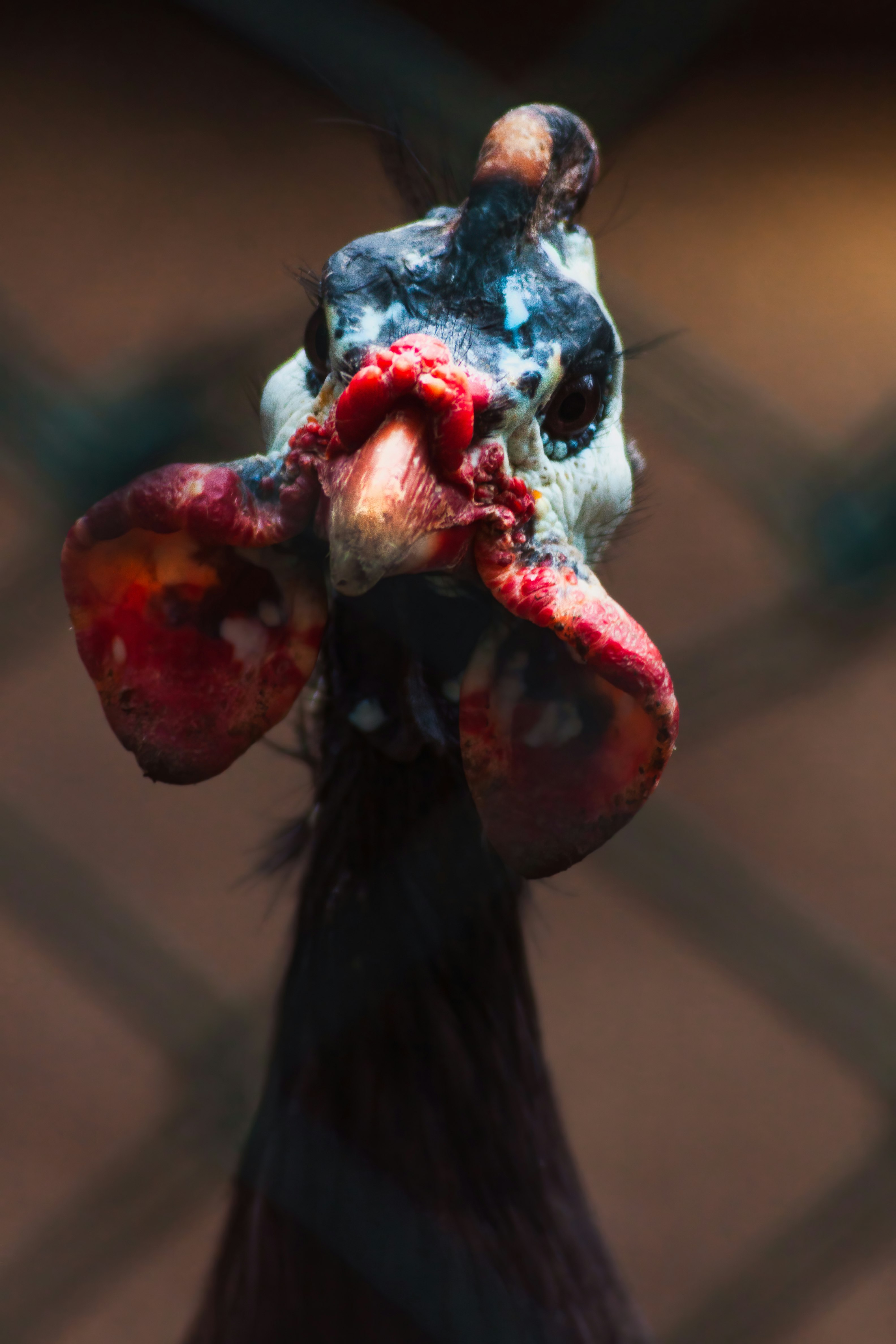 black and white rooster with red rose petals on head